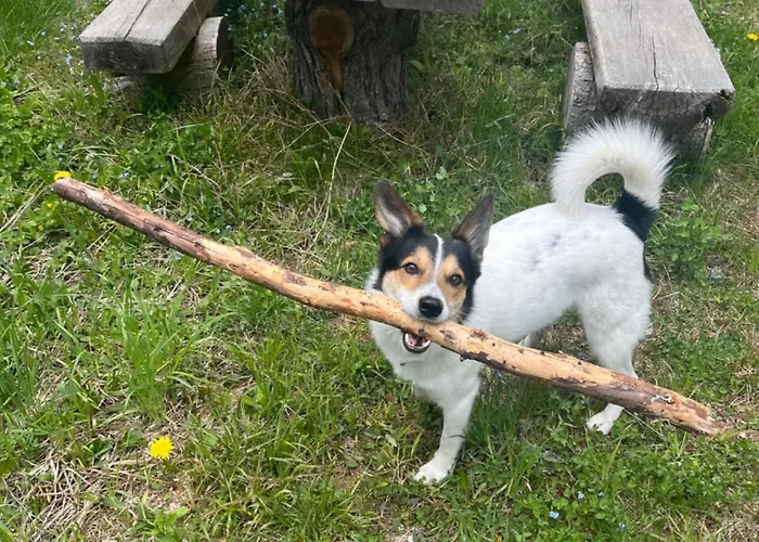 بيت للعطل Almhaus Murtal Zirbenland *